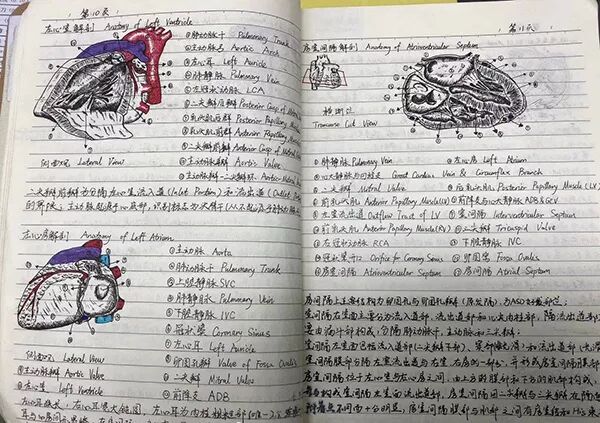 灵魂画手！高校医学生凭一本笔记走红